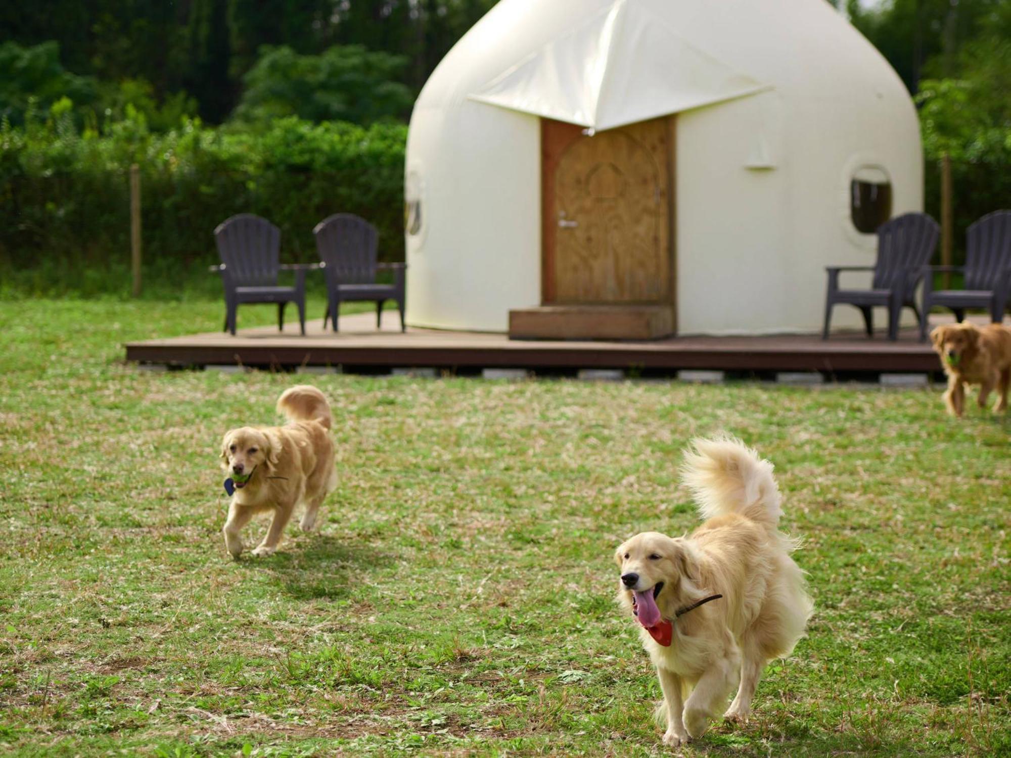 Koyaru-No-Sato Doggys Island Hotel Yachimata Luaran gambar